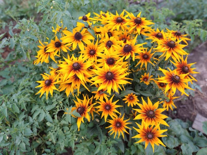  - Flori de gradina-2023