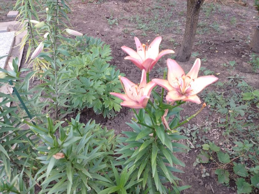  - Flori de gradina-2023