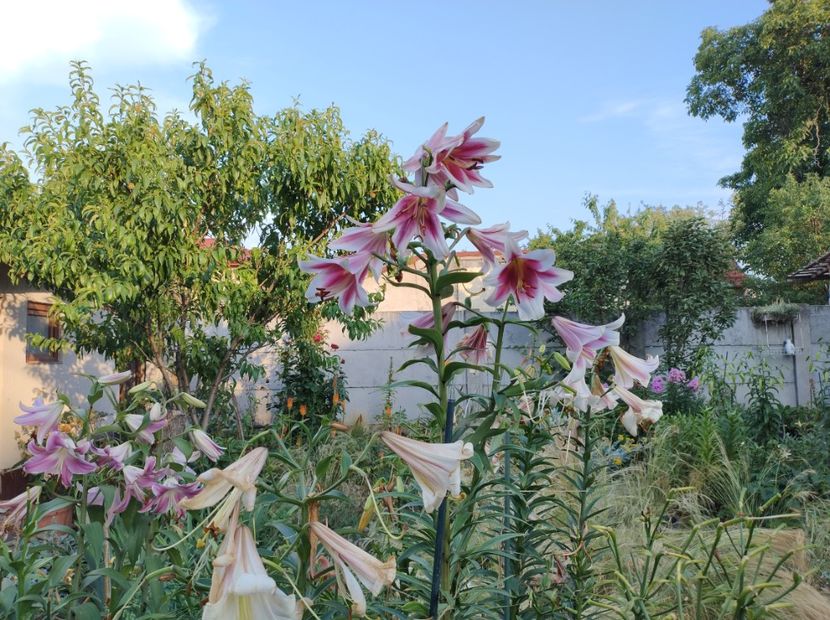  - Flori de gradina-2023