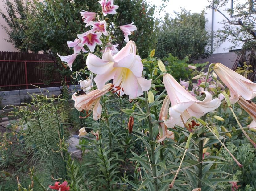  - Flori de gradina-2023