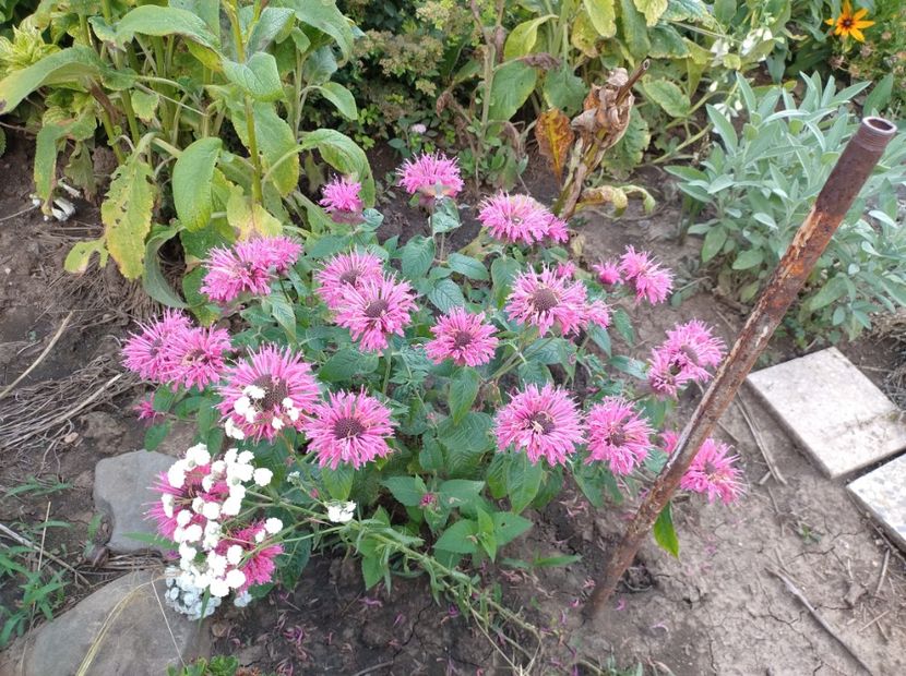  - Flori de gradina-2023