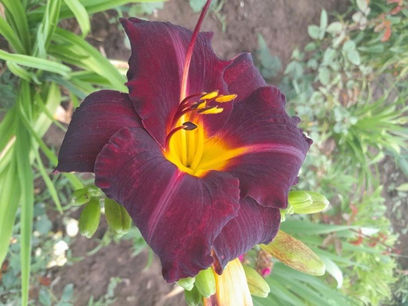 Dominic - 2023 floricele din grădină