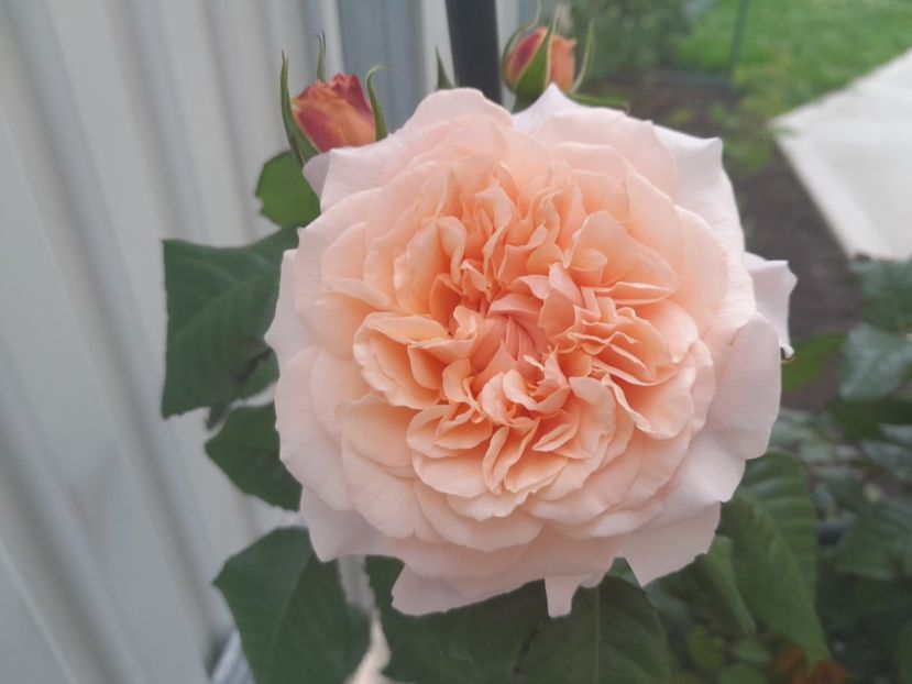 Rose de Tolbiac - 2023 trandafiri