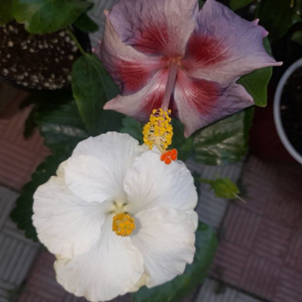 07.07.2023 - HIBISCUSI 2023-1