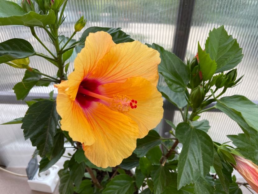 BB03A185-FB28-4D13-BCB1-861A260B99EA - Orange - Roz - Rosu