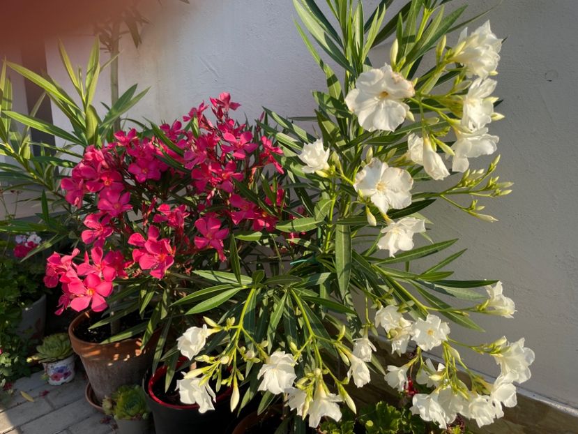 6A30751B-F694-44A6-B1B9-D8C11CB28799 - 0006 - Leandri 2023-2024-2025