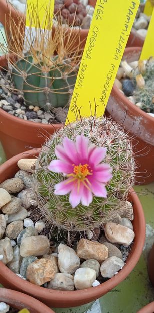  - Mammillaria microcarpa SB166 Caborca Sonora Mexico