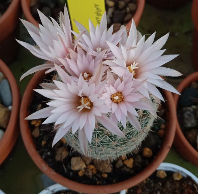 - Mammillaria napina