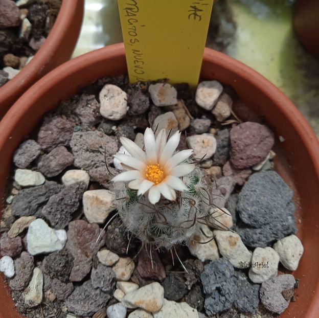  - Turbinicarpus dickinsoniae_Aramberi to Lampacitos_ Nuevo Leon_ Mexico