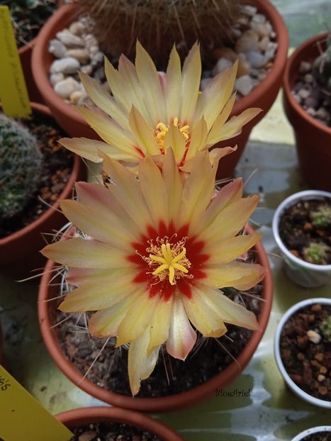  - Thelocactus setispinus