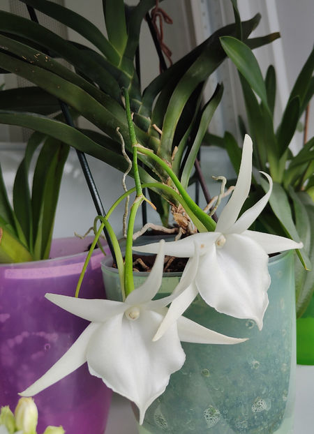 angraecum "Lady Lisa"x sesquipedale - Orhidee_3_monopodiale