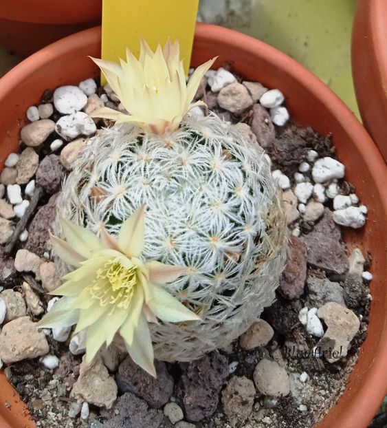  - Mammillaria duwei P 301
