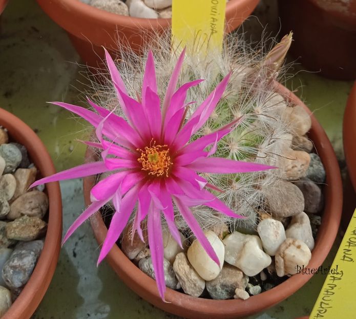  - Mammillaria guelzowiana v robustior Rodeo Durango Mexico