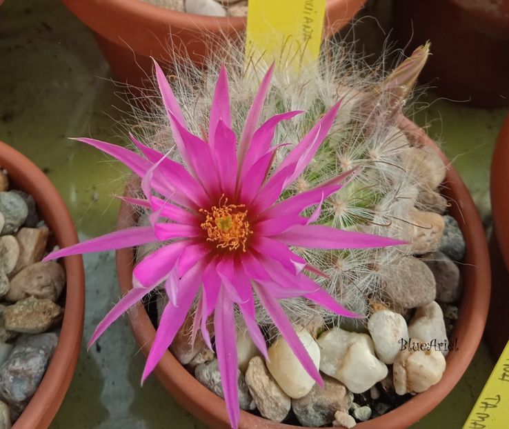  - Mammillaria guelzowiana v robustior Rodeo Durango Mexico