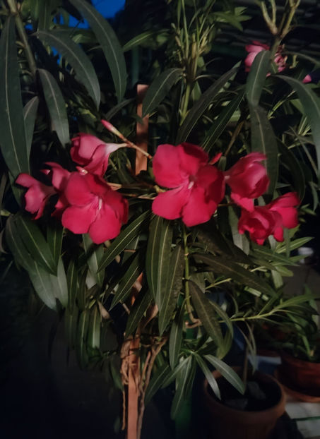 oleander nerium red - Gradina si terasa PrimaLuce__10-Hello 2023