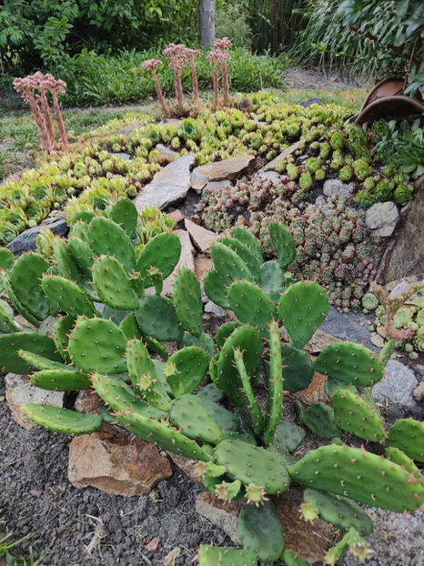 opuntia hybr. - Gradina si terasa PrimaLuce__10-Hello 2023