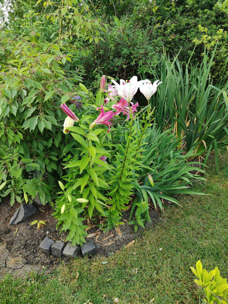 lilium asiaticum - Gradina si terasa PrimaLuce__10-Hello 2023
