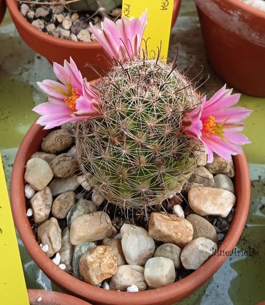  - Mammillaria microcarpa SB166 Caborca Sonora Mexico