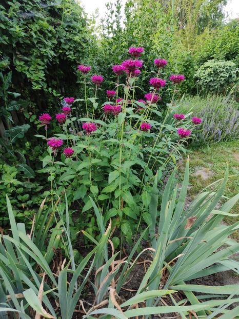 monarda didyma - Gradina si terasa PrimaLuce__10-Hello 2023