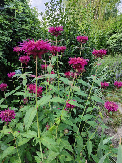 monarda didyma - Gradina si terasa PrimaLuce__10-Hello 2023