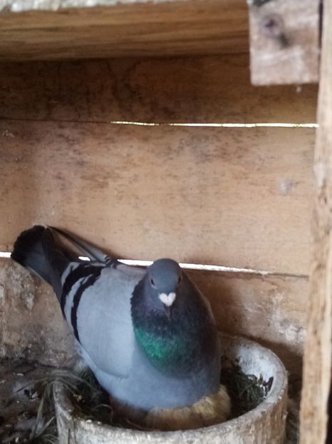 Mascul - 2022 - perechea 8