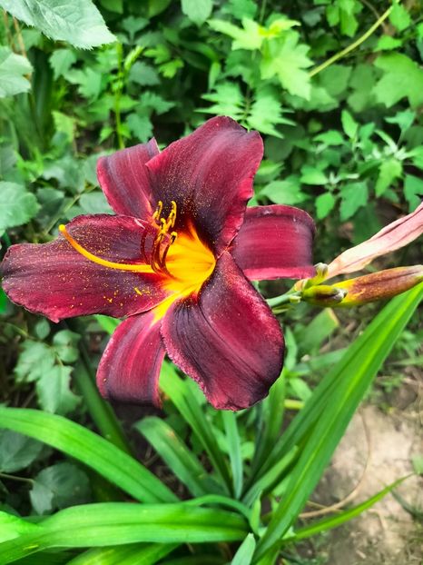 IMG20230707133010 - Iulie 2023