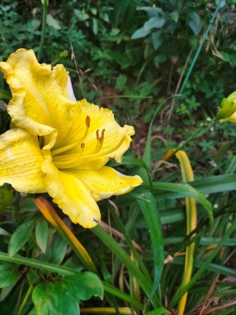 IMG20230707132547 - Iulie 2023