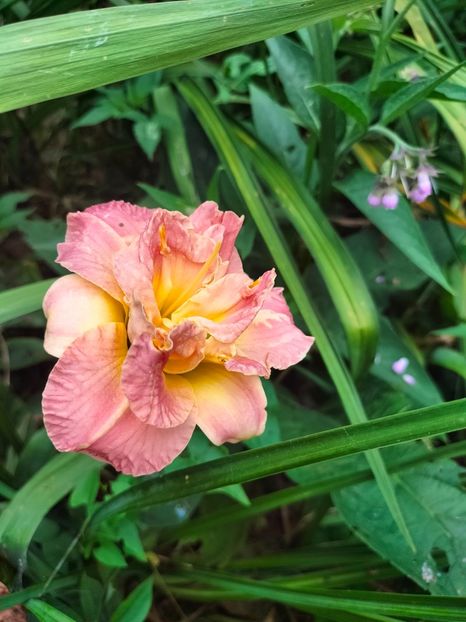 IMG20230707132537 - Iulie 2023