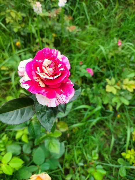 IMG20230707131556 - Iulie 2023