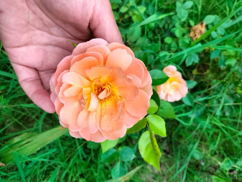 IMG20230707131542 - Iulie 2023