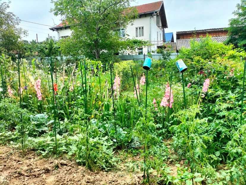 IMG20230707132208 - Iulie 2023