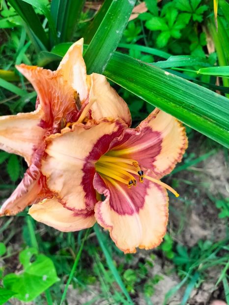 IMG20230707132001 - Iulie 2023