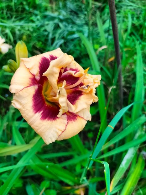 IMG20230707131955 - Iulie 2023