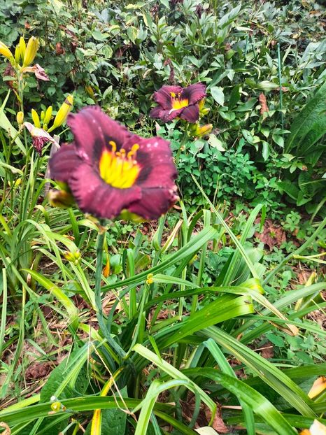 IMG20230707132549 - Iulie 2023