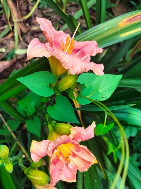 IMG20230707132417 - Iulie 2023