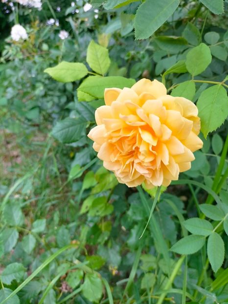 IMG20230707131031 - Iulie 2023