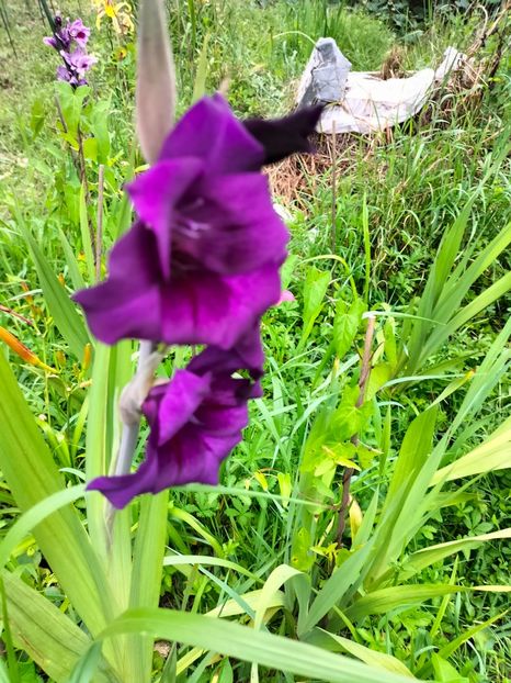 IMG20230707131651 - Iulie 2023