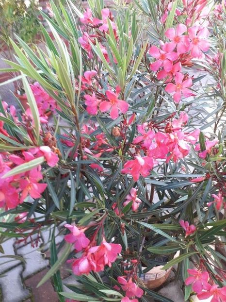  - papa gambeta nr 17