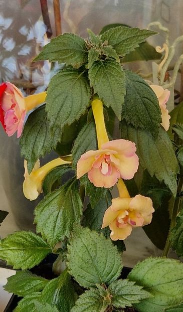  - Yellow English Rose p
