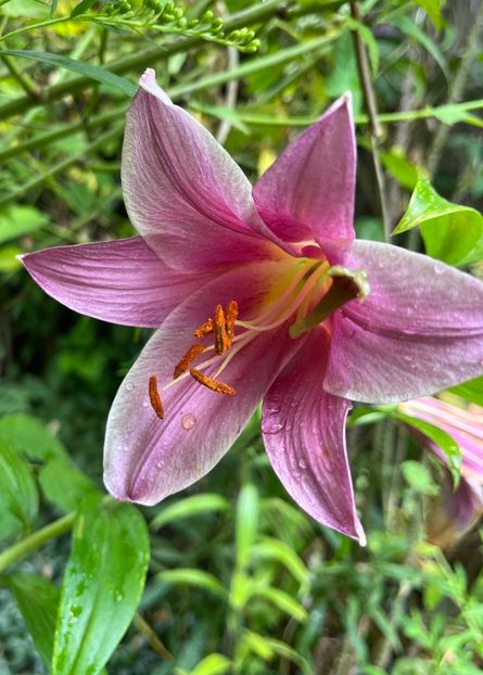 F864FA8A-426A-47D3-8C5C-28A40A5168BB - Crini 2016 2023