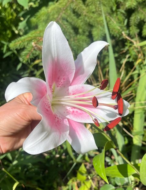 E0403CB4-2582-4288-AA27-1DC413BD0F0C - Crini 2016 2023