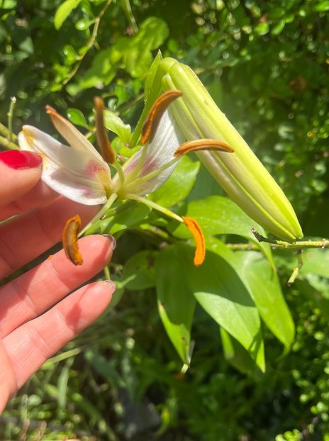 3EEA1788-0139-4451-A2CB-D5E2BBBE4B0A - Crini 2016 2023