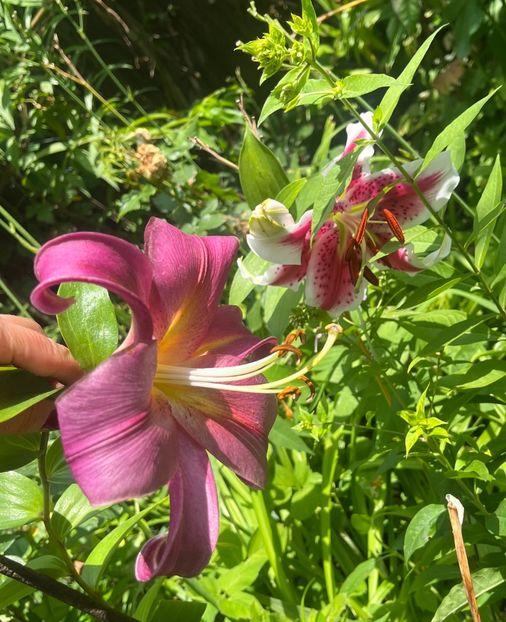 1EBDF797-B343-4347-804A-FB460FAFFADA - Crini 2016 2023