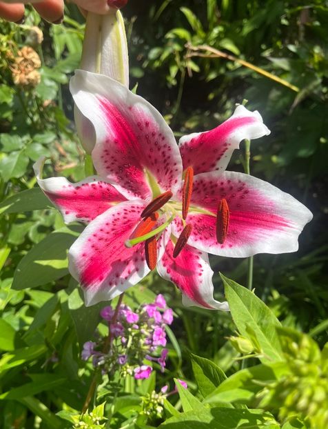 2DC551ED-E454-48E4-9A62-E806AA83D600 - Crini 2016 2023