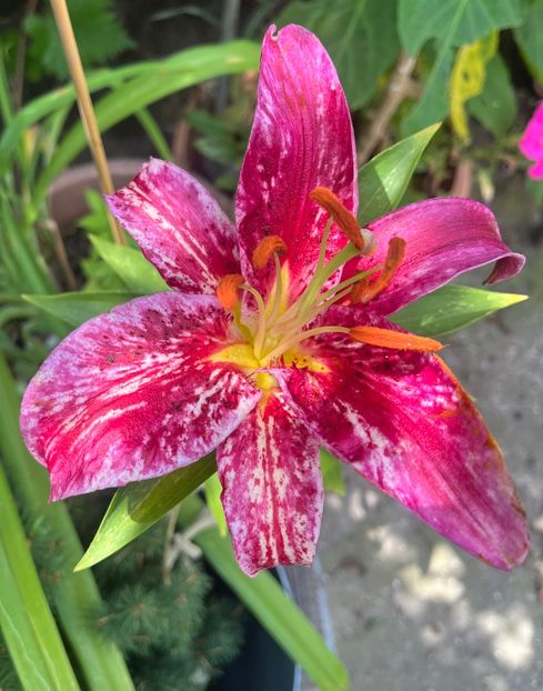 AA28570A-7828-4AAA-BAD2-E47E7B6FC0BC - Crini 2016 2023