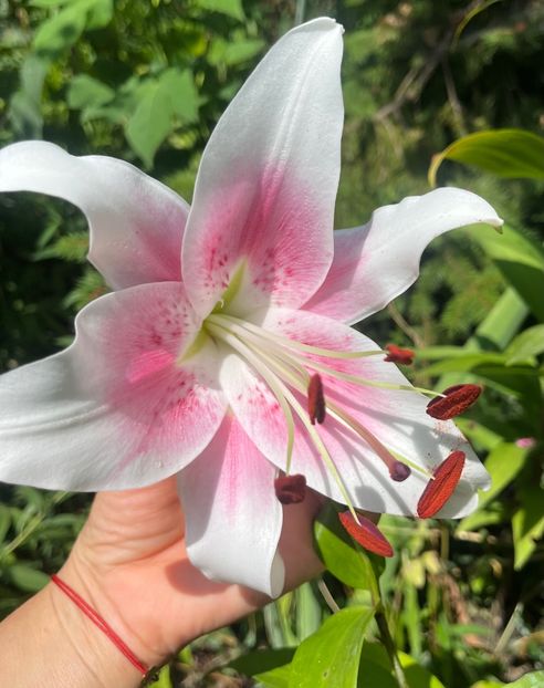 DBFBDEB6-5C61-4523-9835-7856B94BA61E - Crini 2016 2023