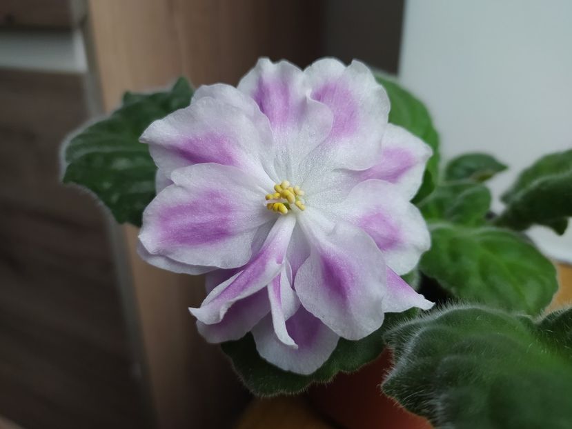 7 iulie 2023 - BR Revoljucija