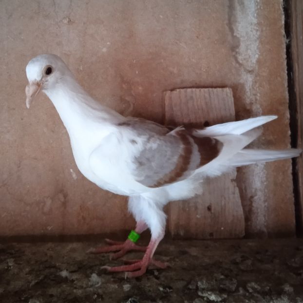 Pui 23-927.... - Porumbei vanduti