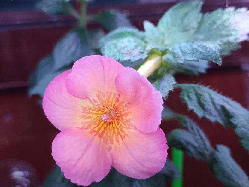 Golden Buck - Achimenes și Achimenantha 2023