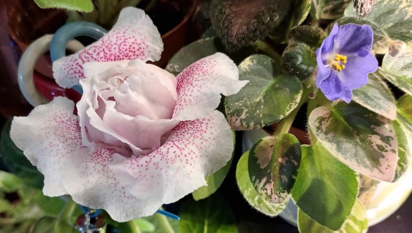  - Printre Gesneriaceae